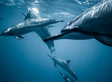 LOL全球总决赛2025-WBG发布第三赛段组内赛队内语音-Tian：这把琪亚娜好爽